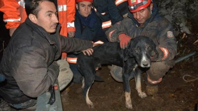 GÜNLER SONRA SEVİNDİREN HABER! `ÇİMEN` KURTARILDI