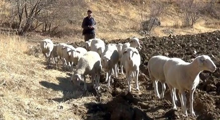 Hakkari?de Fransa koyunu dönemi