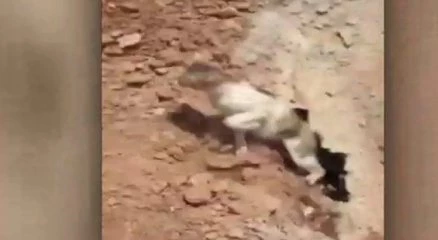Hem kedi hem kendisi korktu