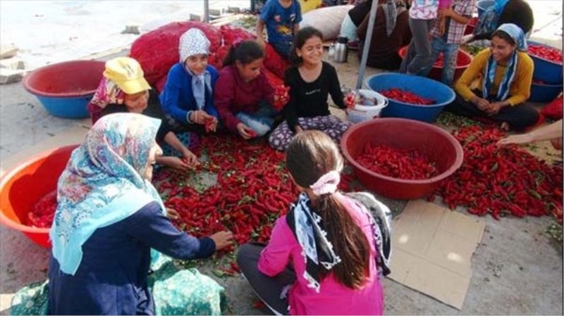 Hem sıcaktan hem de acıdan kavruluyorlar
