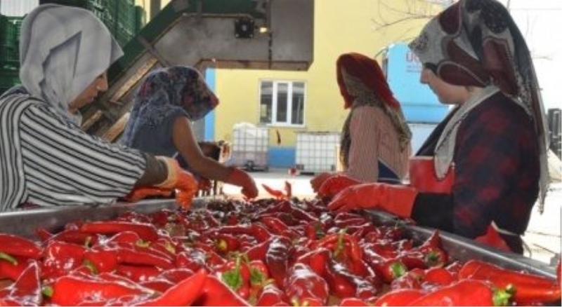 Hollanda, damak tadını Bursa?da buldu