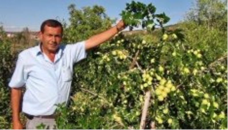 Hünnap, kiraz ve vişneye alternatif oldu
