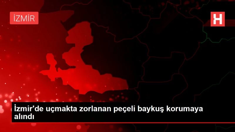İzmir`de uçmakta zorlanan peçeli baykuş korumaya alındı