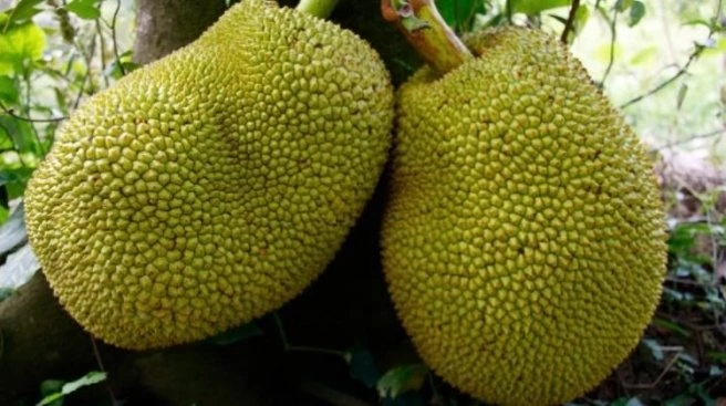 Jack fruit nedir? Jack fruit meyvesinin faydaları nelerdir?