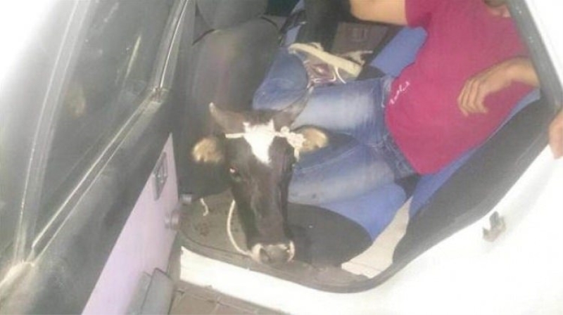 Jandarma bu manzara karşısında şok oldu