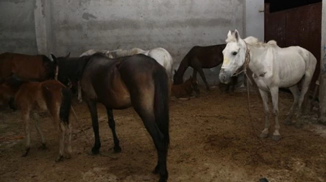 Kaçak At Kesimi Deposuna Operasyon: 16 At Kurtarıldı