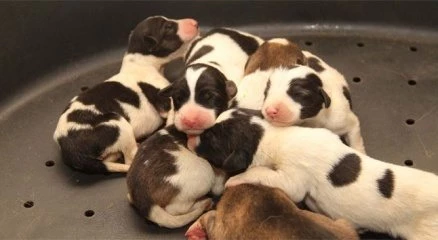 Kanaldan kurtarılan anne köpek ve yavruları emin ellerde