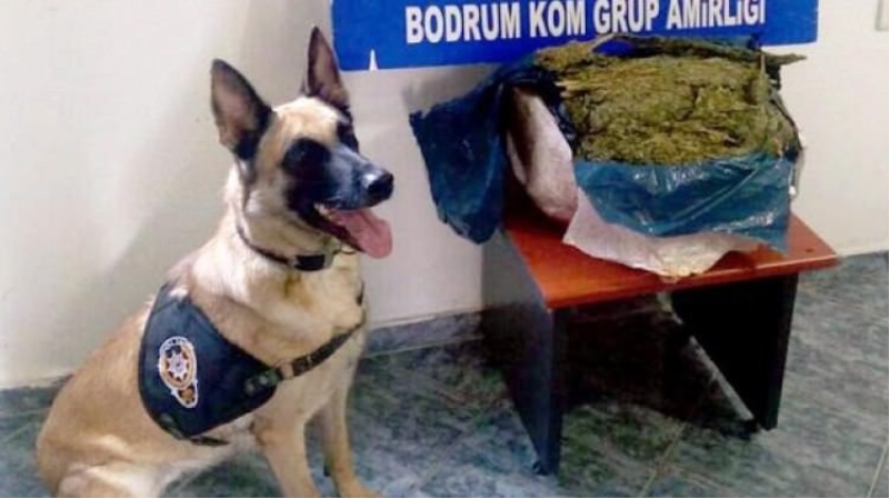Kargoyla gelen sarımsak kolisinden esrar çıktı