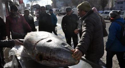 Kars?ta 250 kiloluk dev orkinos ilgi odağı oldu