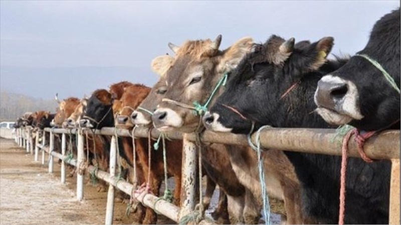 Kasaplar Federasyonu: `Kurbanlık yetmeyecek? spekülasyon