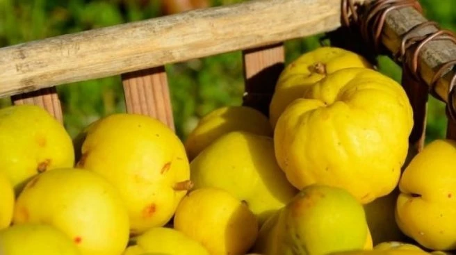 Kasımda ayvayı yedik domatesi yiyemedik!