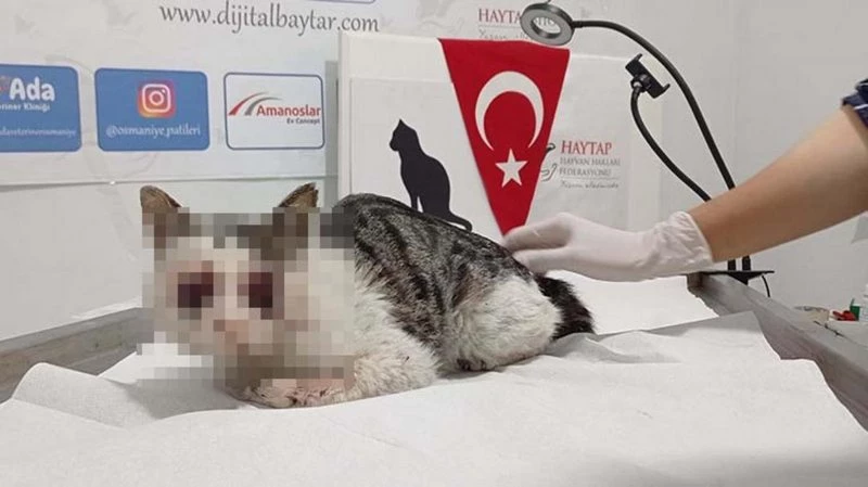 Kedinin iki gözünü de oyup otoban kenarına attılar