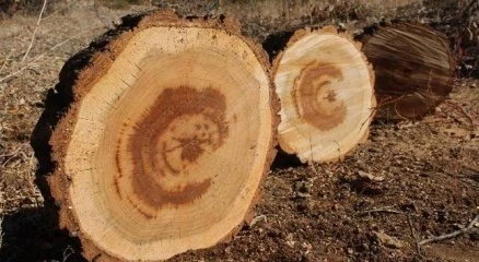 Kesilen ağaçtan ay yıldız figürü çıktı