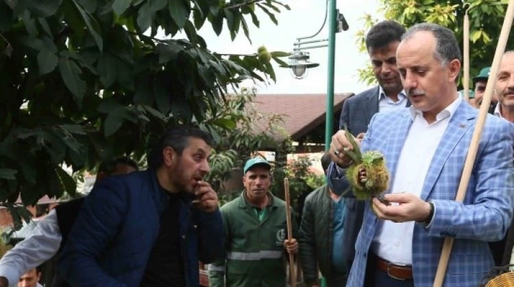 Kestane Bahçesinde hasat günü