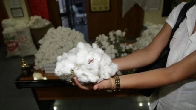 Kilosu 500 liraya satıldı!