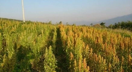 Kinoanın kilosu 50 lira