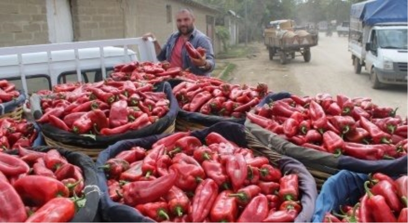 Kırmızı biber güldürdü