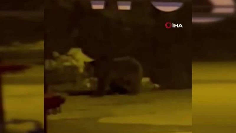 Kış uykusundan uyanan aç ayı Uzungöl merkezine indi