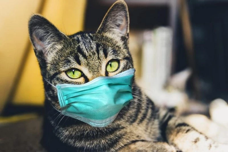 KKTC`li kedi, sahiplerinden Covid-19 kaptı