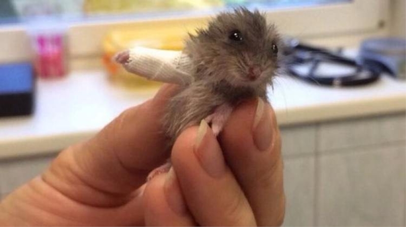 Kolu kırıldı, bu fotoğrafla fenomen oldu