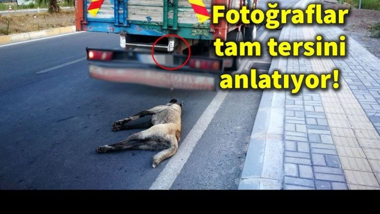 Köpeği kamyonun arkasında sürükleyen şoföre gözaltı