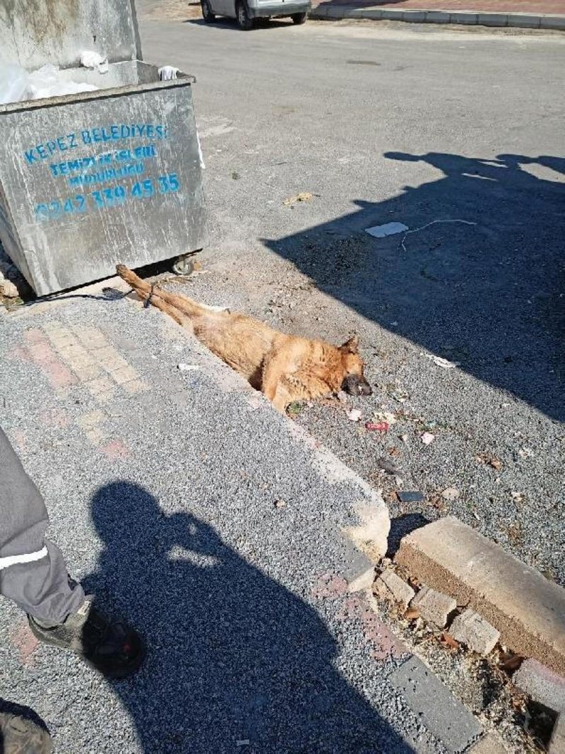 Köpeği öldürüp arka ayakları bağlı halde çöp konteynerinin yanına attılar (2)- Yeniden