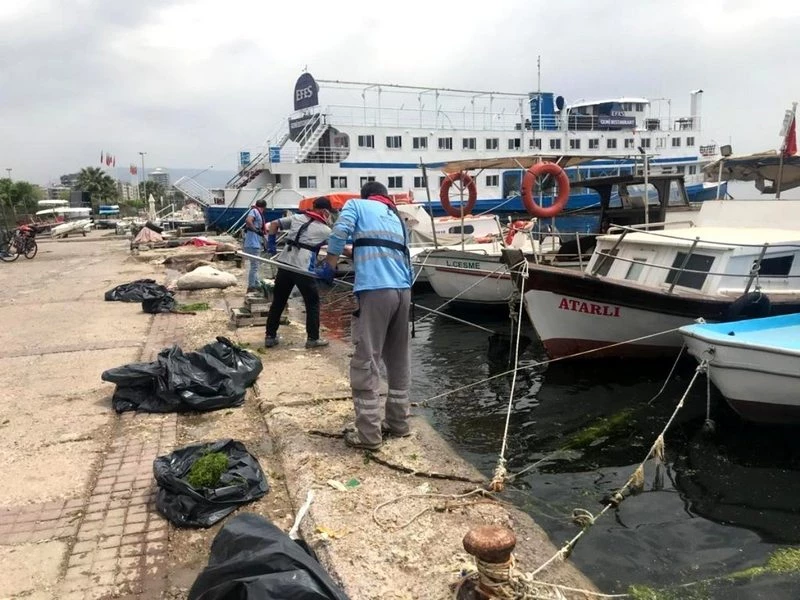 Körfez`deki deniz marulları temizleniyor