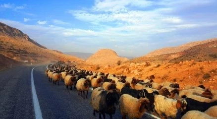 Koyun sürülerinin göç yolculuğu başladı, tüneller ortak kullanılıyor
