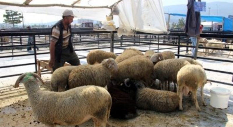 Kurbanlık seçiminde püf noktalar