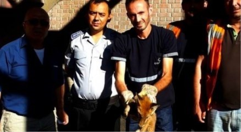 Kurnaz tilki bacaya sıkıştı...