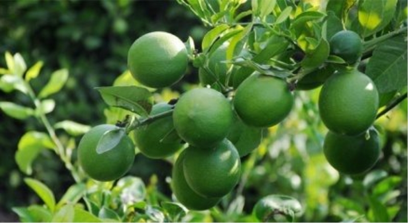 Limon diyarında hasat 1 lira 20 kuruşla başladı