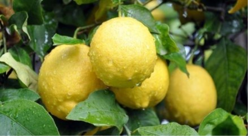 Limon suyunun inanılmaz faydaları