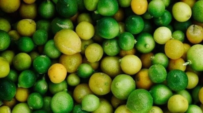 Limonun fiyatı üreticiyi sevindirdi