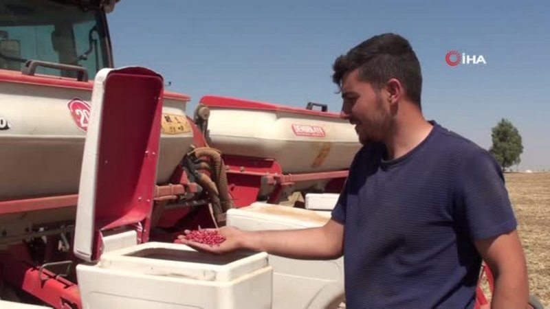 Mardin`de ikinci ürün olman mısır ekimine başlandı