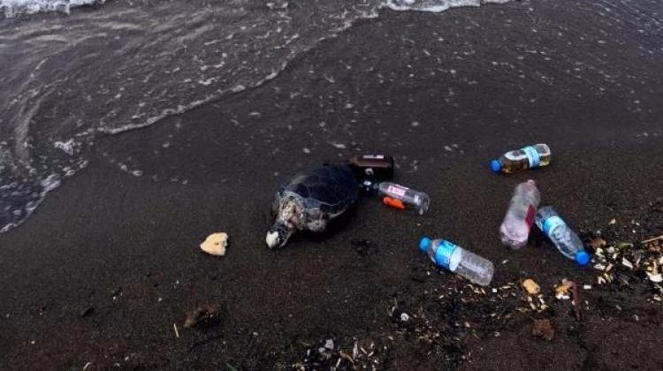 Marmaris'te ölü Caretta Caretta kıyıya vurdu