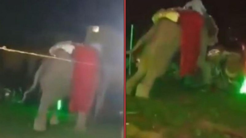 Maytap seslerinden korkan fil düğün alanını talan etti! O anlar kameralara böyle yansıdı