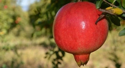 Nar nasıl sıkılır ve nar suyu nasıl muhafaza edilir?