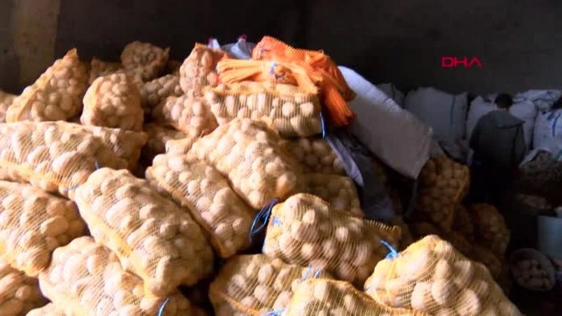 NEVŞEHİR TMO, PATATES ALIMINA BAŞLADI