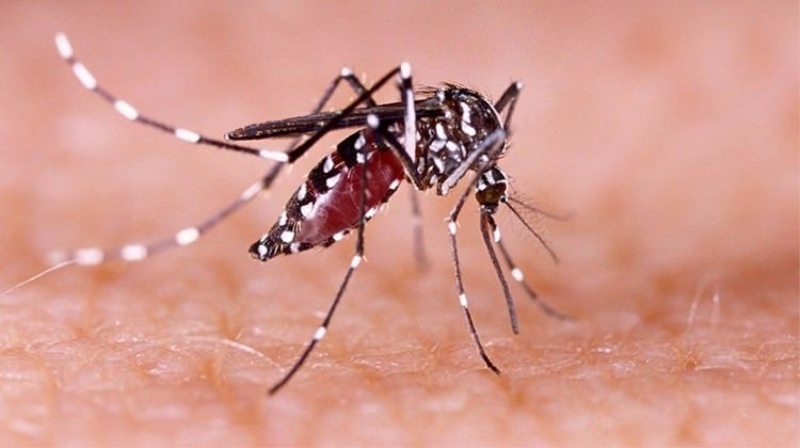 O ülkede 53 Zika vakası tespit edildi