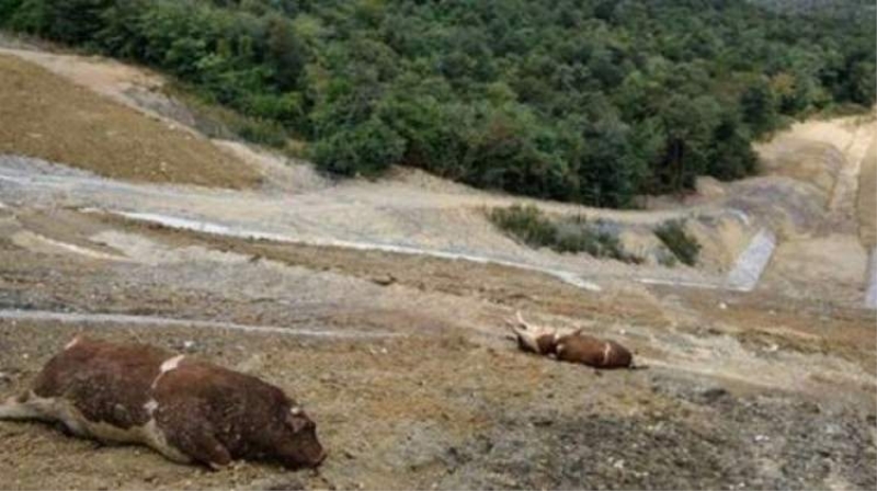 Ölü büyükbaş hayvanları yol kenarına attılar