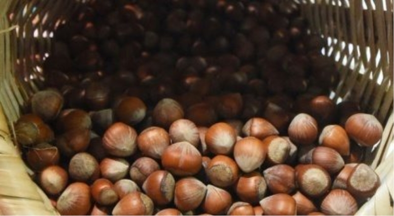 Ordu?nun fındık sepetleri İspanya yolunda