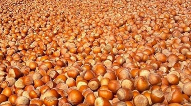 Ordu`da fındık 8 liradan işlem gördü