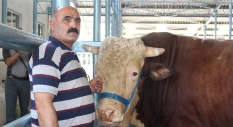 Otomobil fiyatına kurbanlık dana..