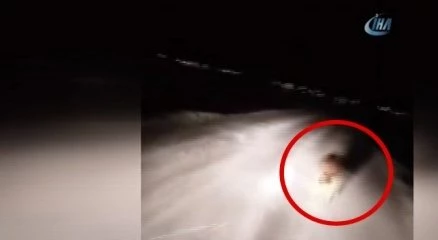 Otomobille yarışan kurt