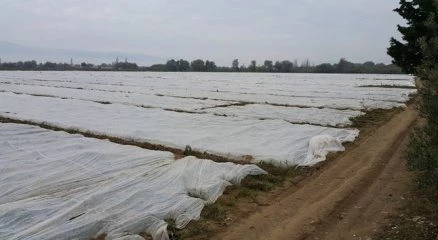 Patates üreticisinin soğuk tedirginliği