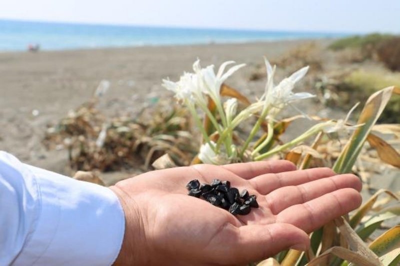 Plajlarda bulunuyor! Kum zambağını yanlışlıkla bile koparmanın cezası 80 bin TL
