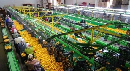 Rusya?ya narenciye ihracatı başladı
