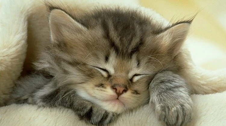 Rüyada kedi görmek nasıl yorumlanır? Ne anlama gelir