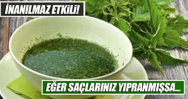 Sağlıklı saçlar için ısırgan kürü