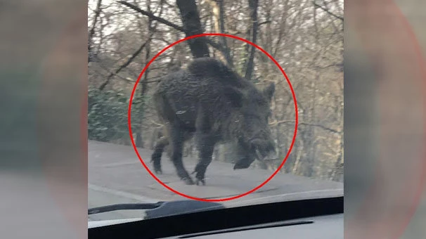 Samsun`da dev domuz alarmı!